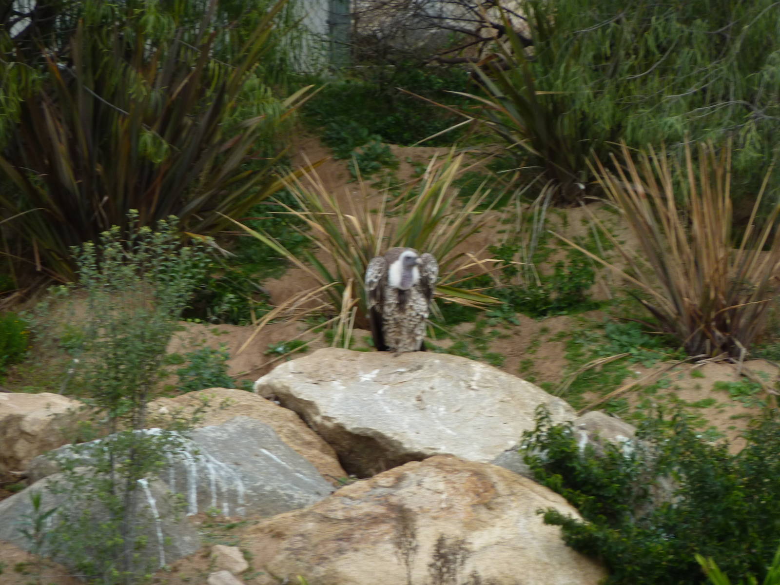 SDWAP Dec 2010 - Griffon Vulture
