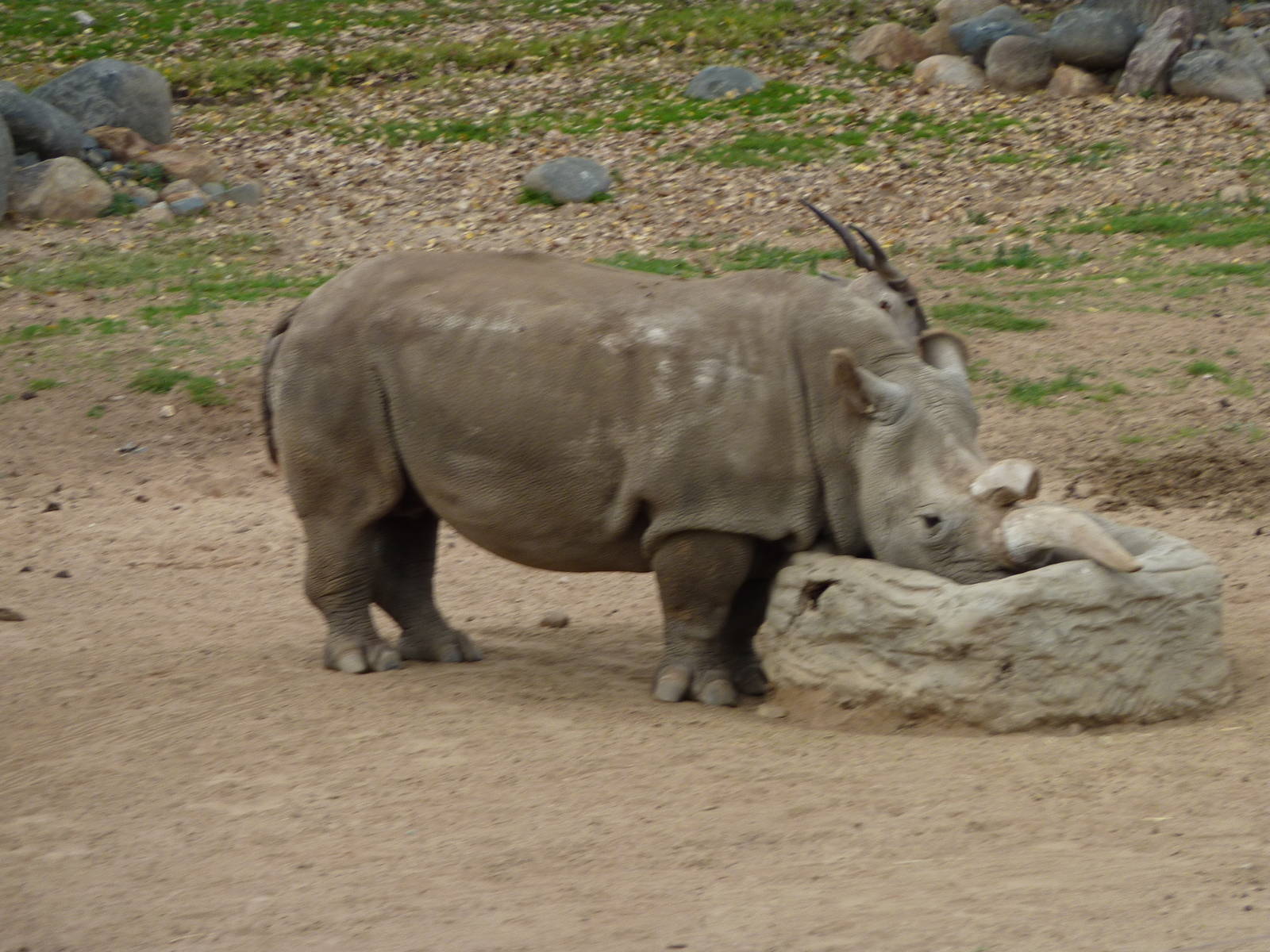 SDWAP Dec 2010 - Northern Rhinoceros