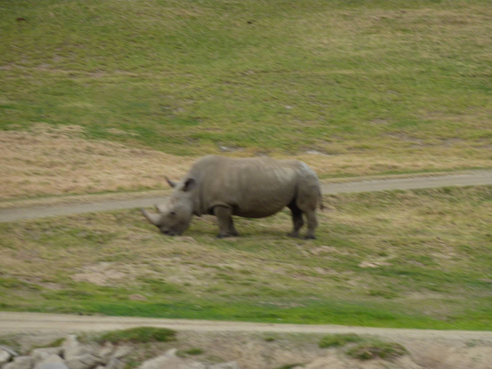 SDWAP Dec 2010 - Northern White Rhinoceros