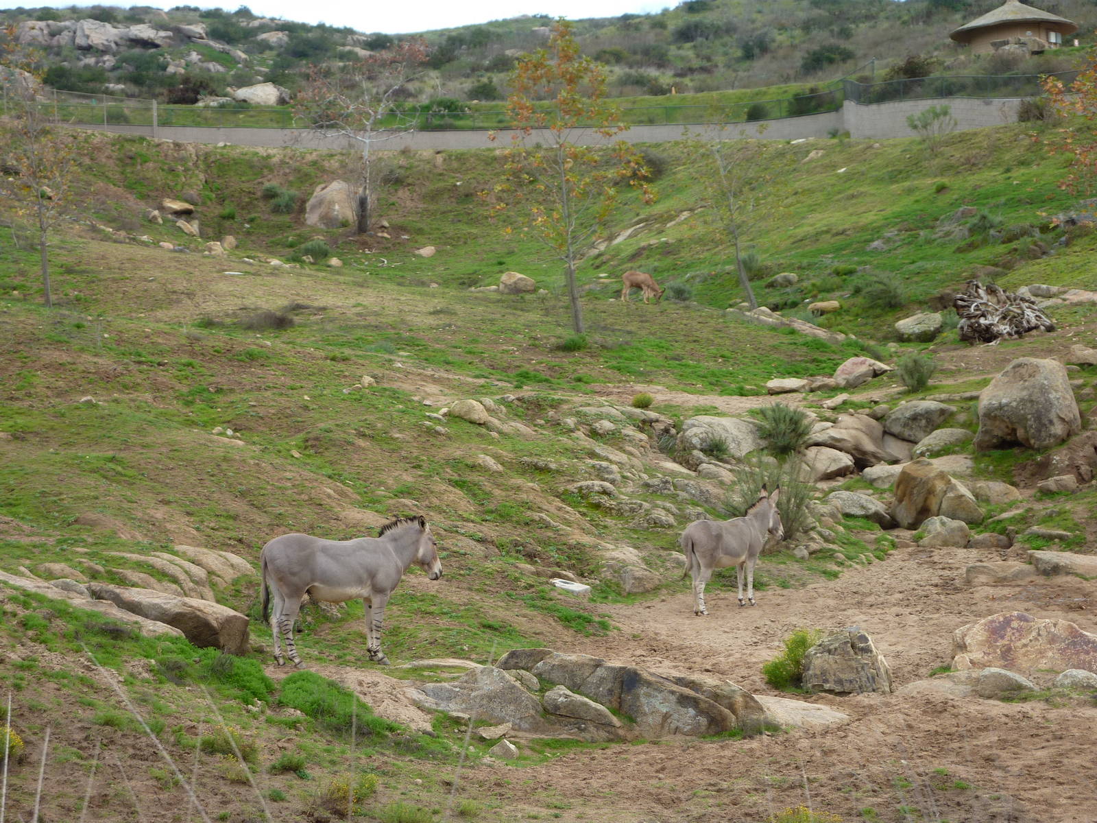 SDWAP Dec 2010 - Somalian Wild Ass