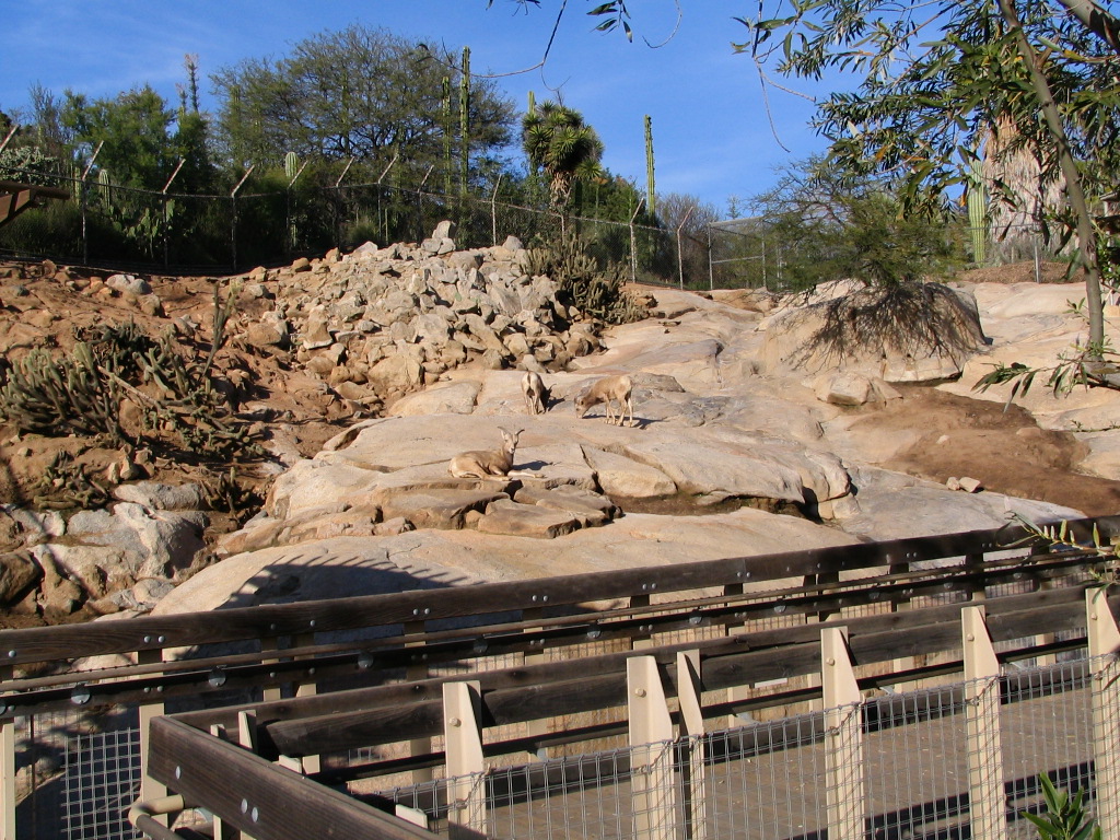 SDWAP - Desert Bighorn