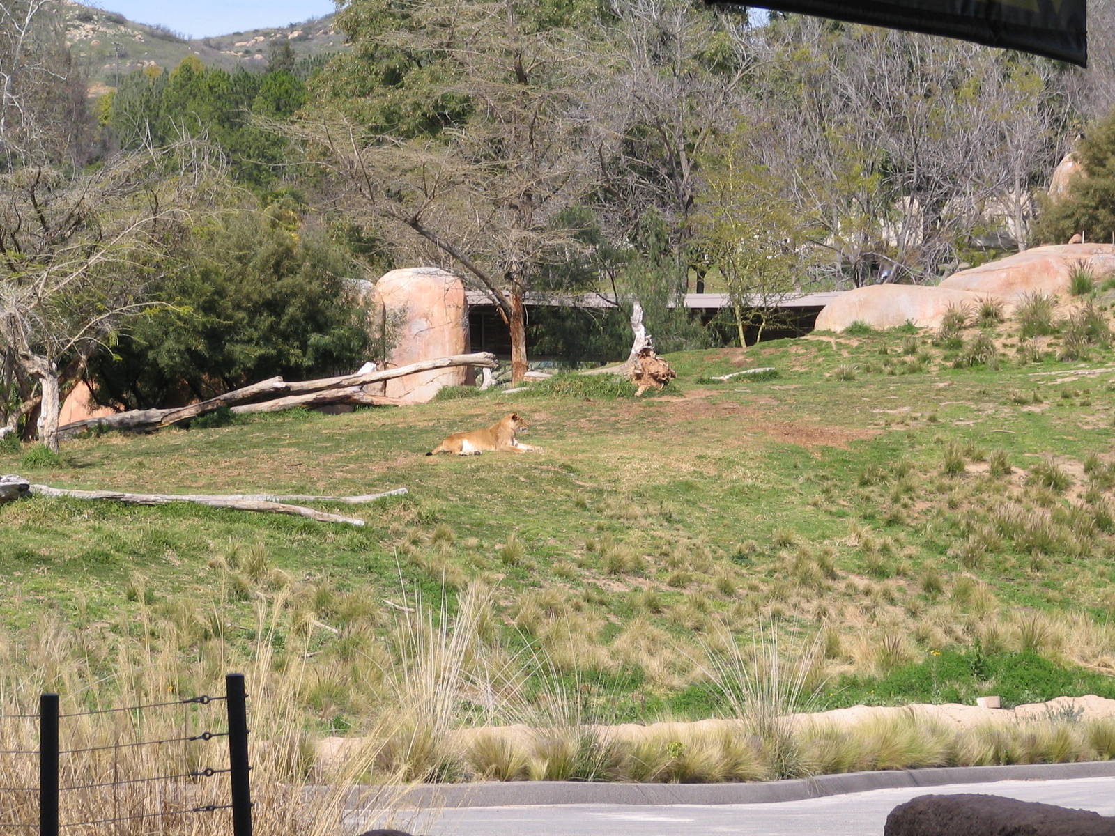 SDWAP - Lion Camp from Journey Africa Ride