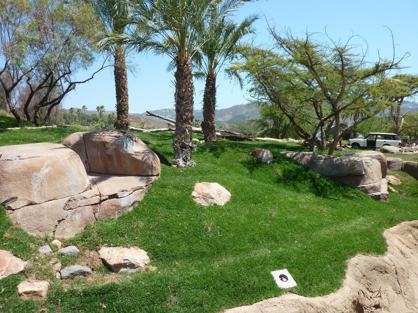 SDWAP - Modified Lion Exhibit