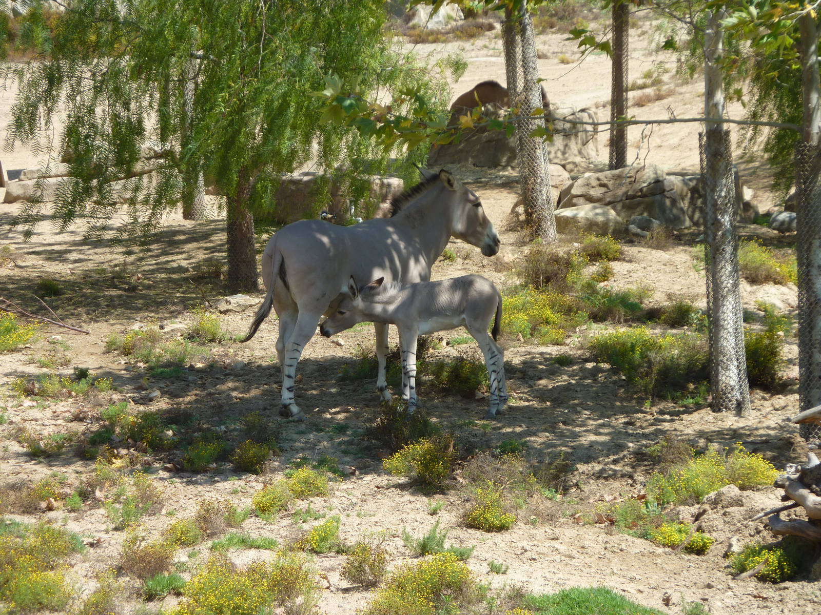 SDWAP - New Somalian Wild Ass Foal