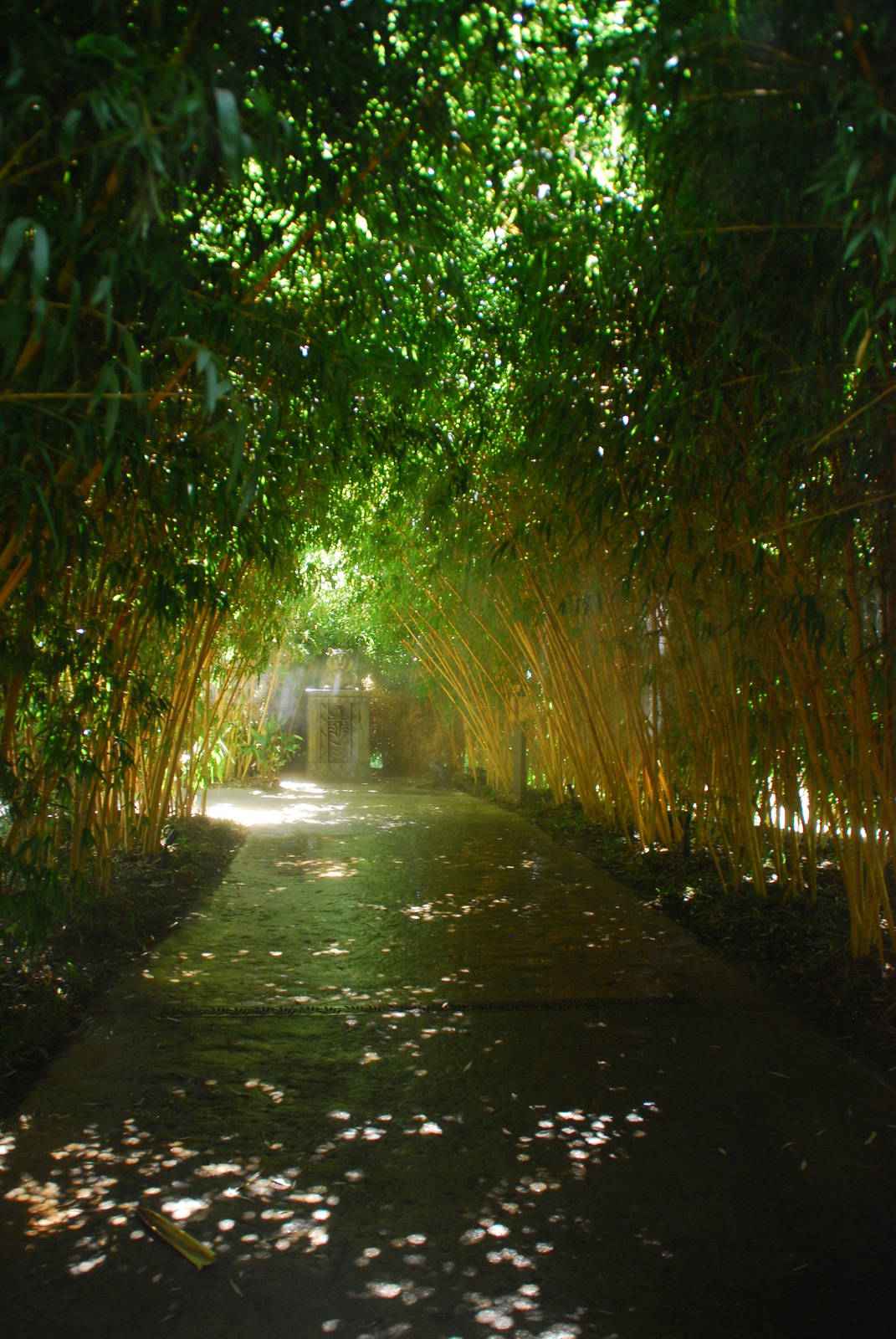 SDWAP - Tiger Trail - Bamboo Forest entry