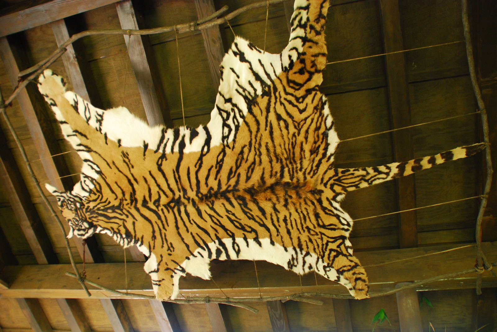 SDWAP - Tiger Trail -  Pondok