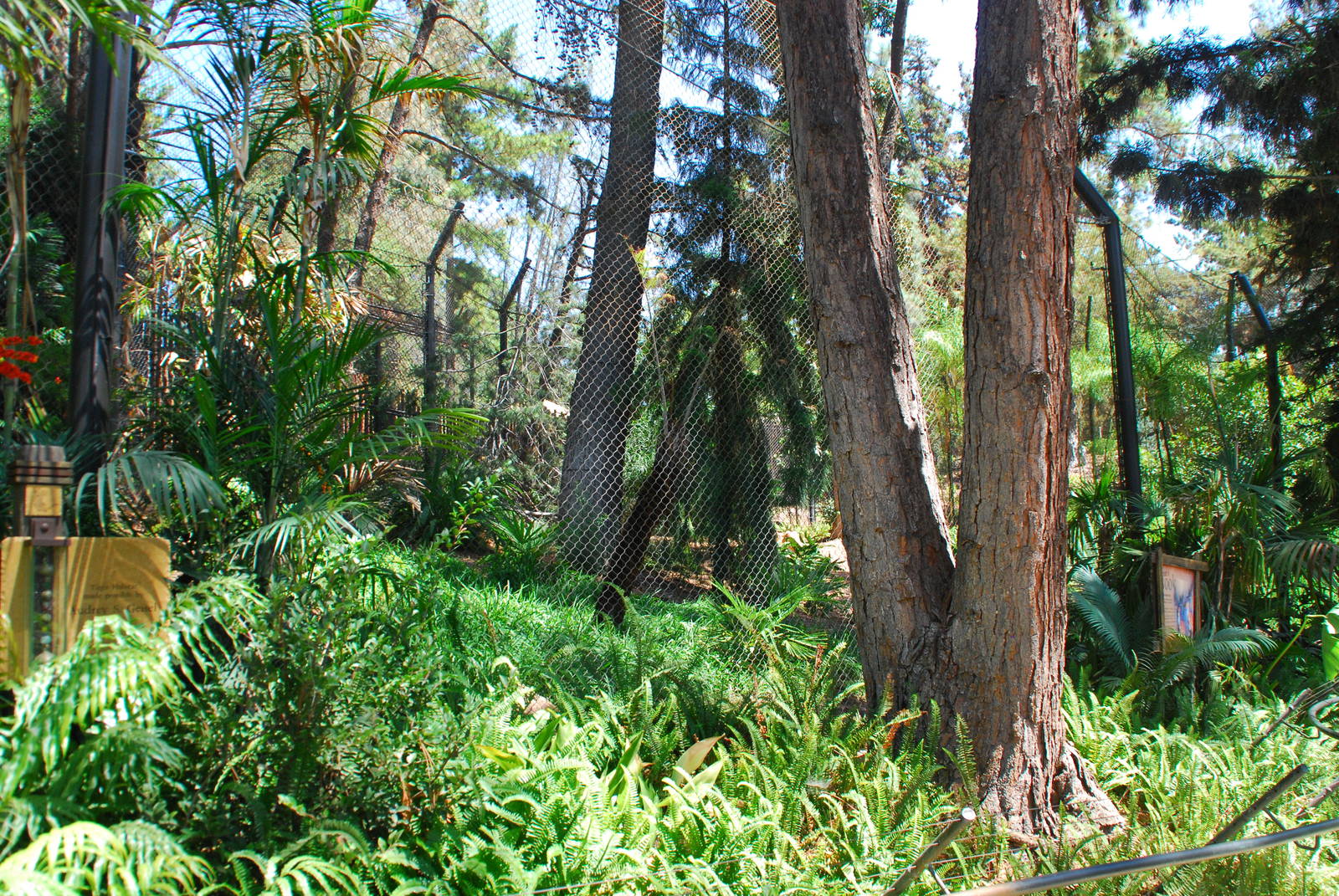 SDWAP - Tiger Trail - Second enclosure