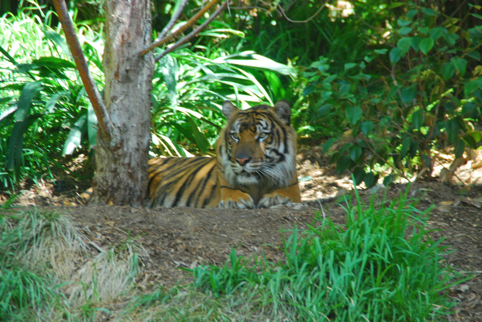 SDWAP - Tiger Trail - Sumatran Tiger