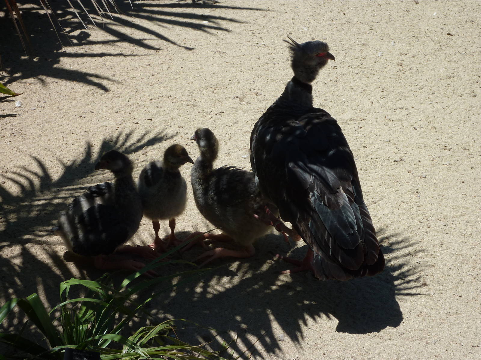 SDZ - Crested Screamer and Babies