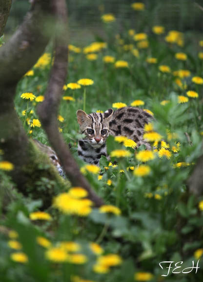 se asian leopard cat