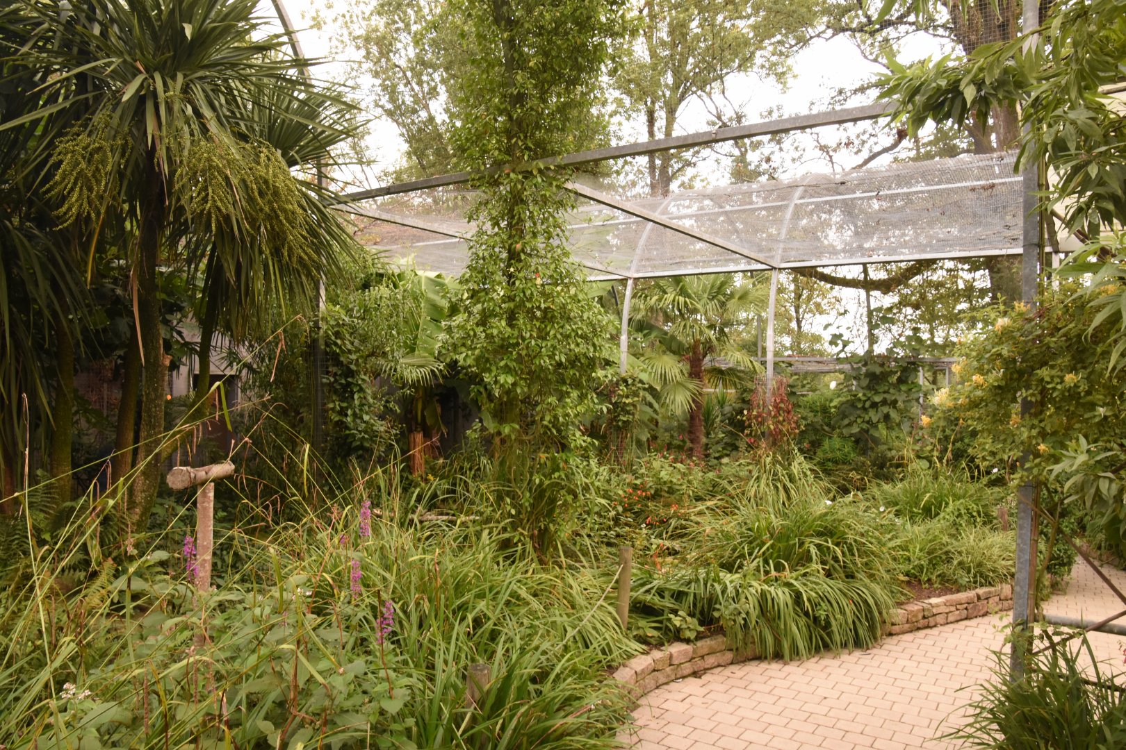 SE-Asian walkthrough aviary