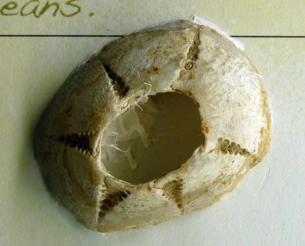 Sea acorn (sessile barnacle) for ID