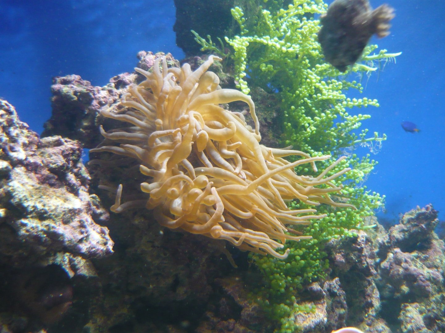 Sea anemone and Grape Caulerpa
