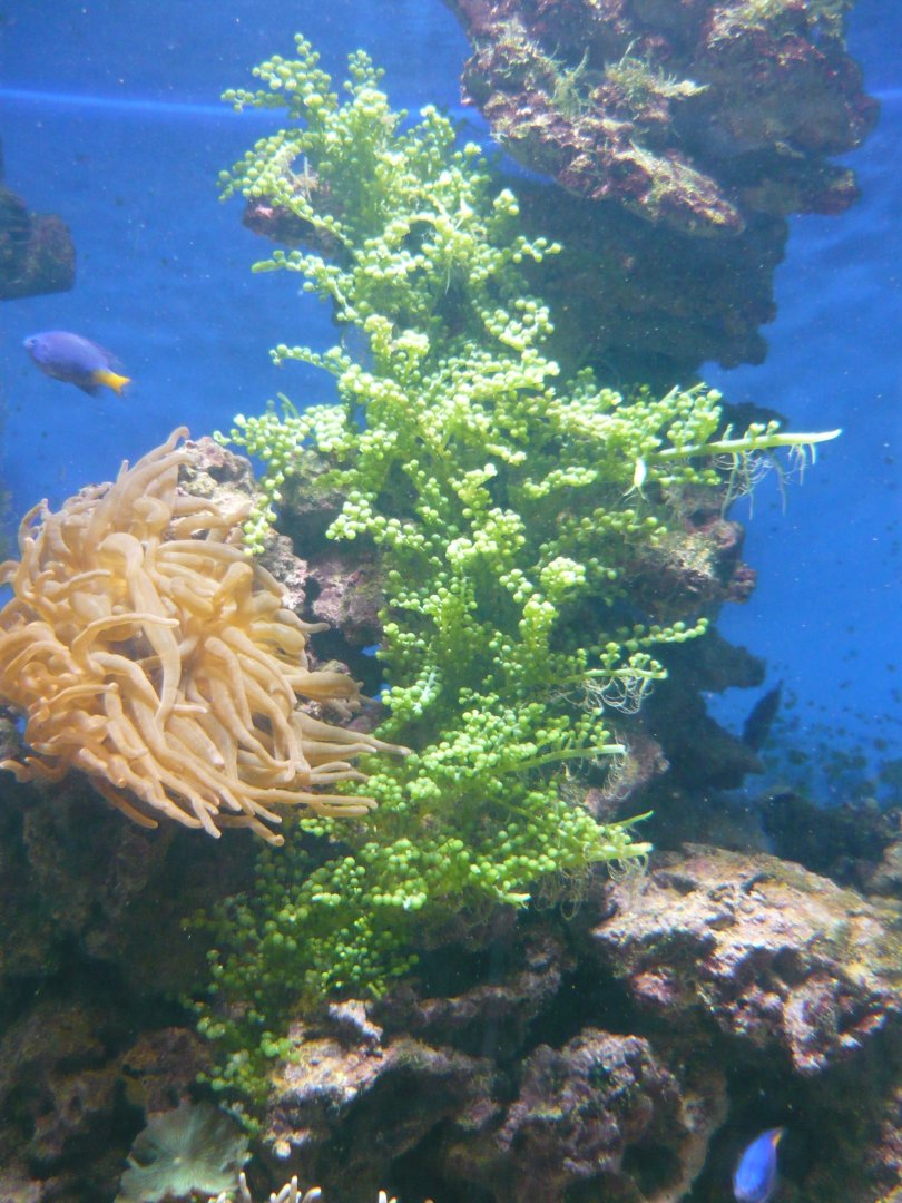 Sea anemone and Grape Caulerpa