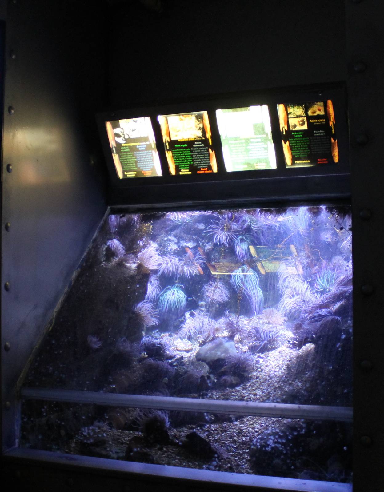 Sea anemone aquarium