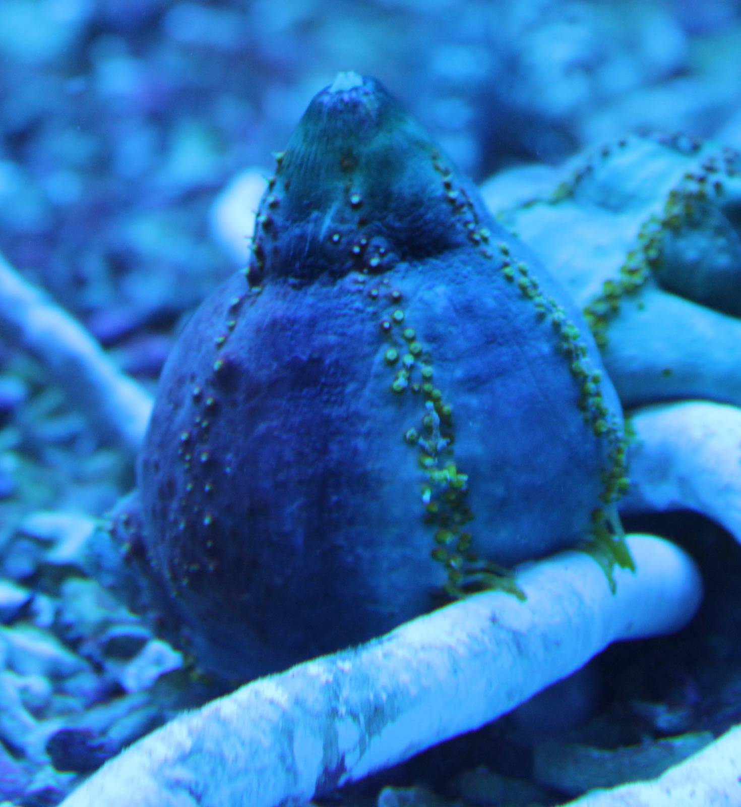 Sea anemone closed ID