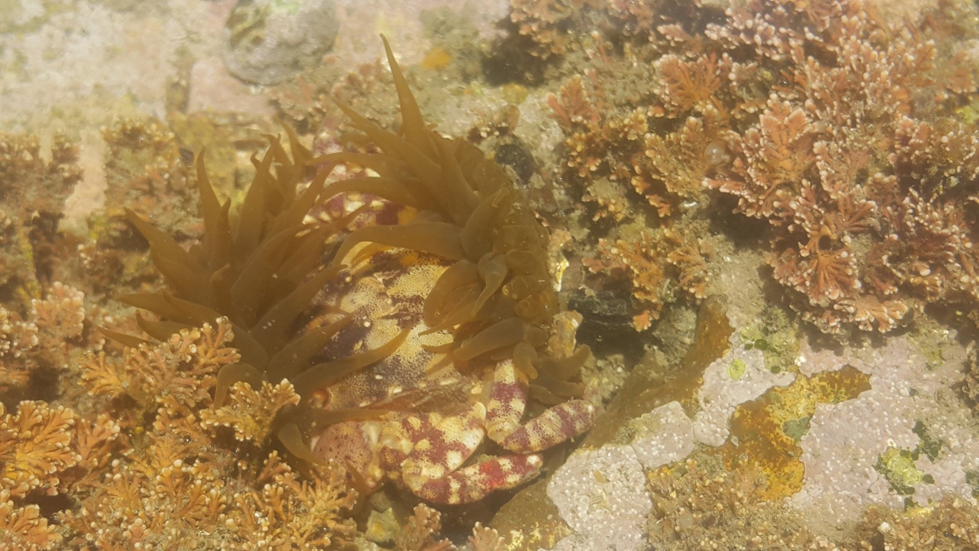 Sea Anemone eat Crab