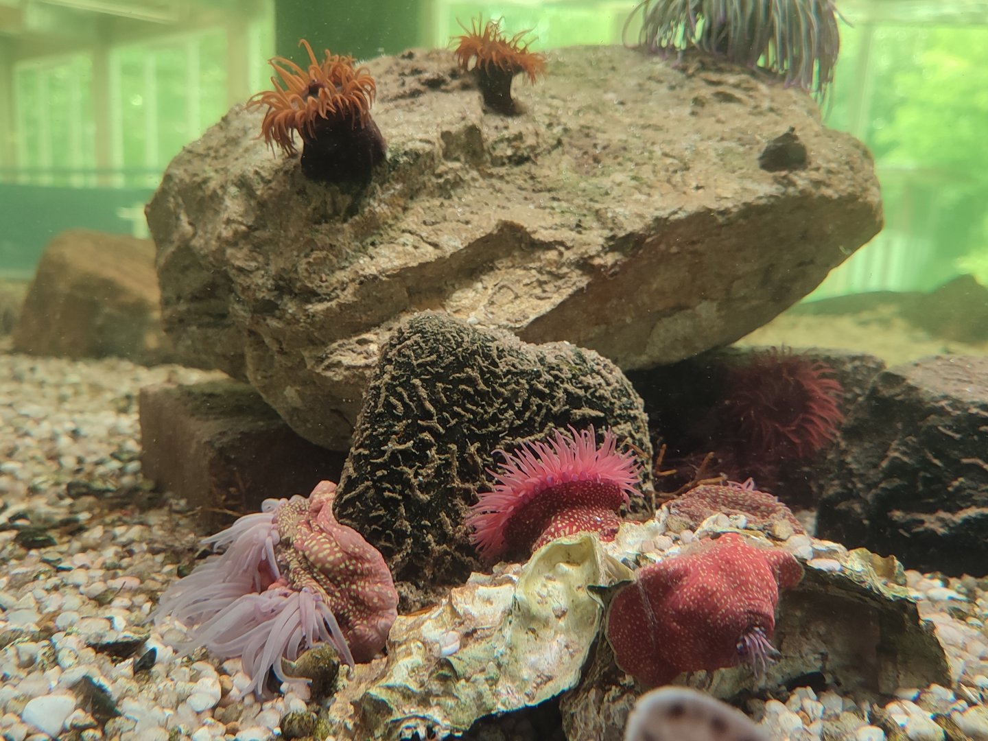 Sea anemone ID? (Maybe beadlet anemone (Actinia equina)?)