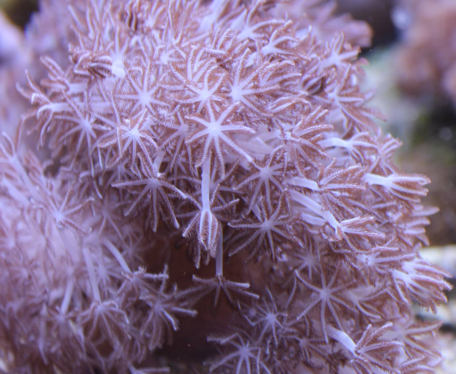 Sea anemone id