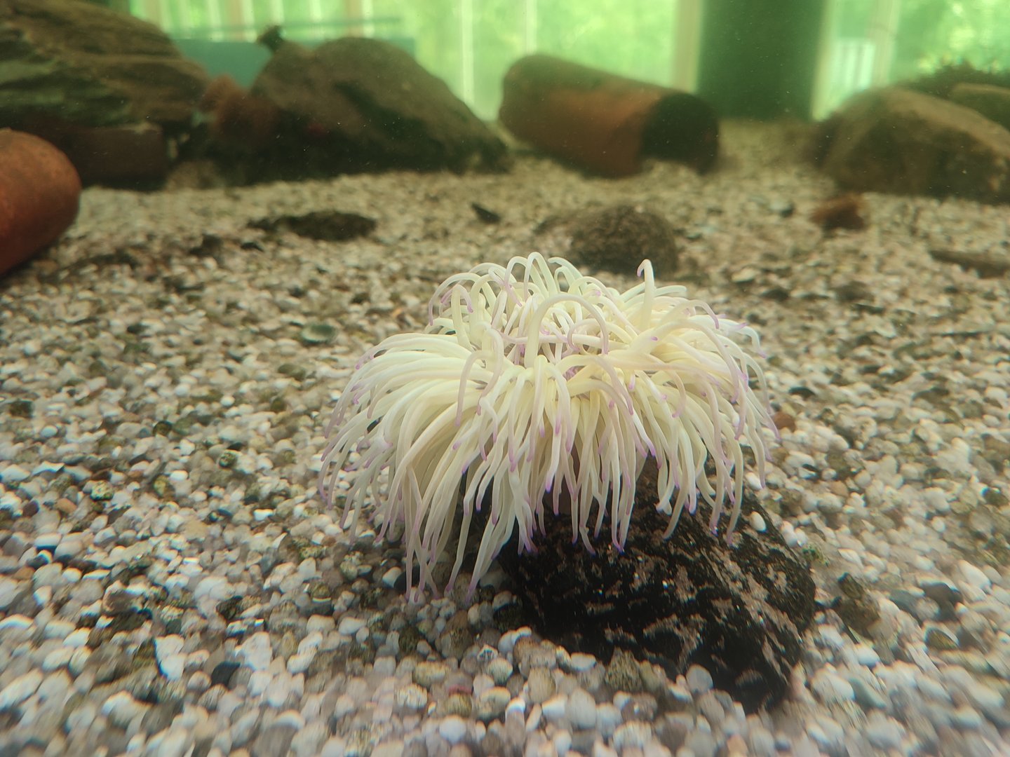 Sea anemone ID?