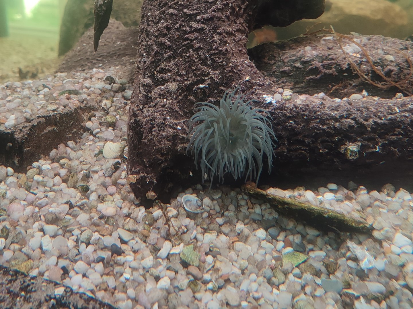 Sea anemone ID?