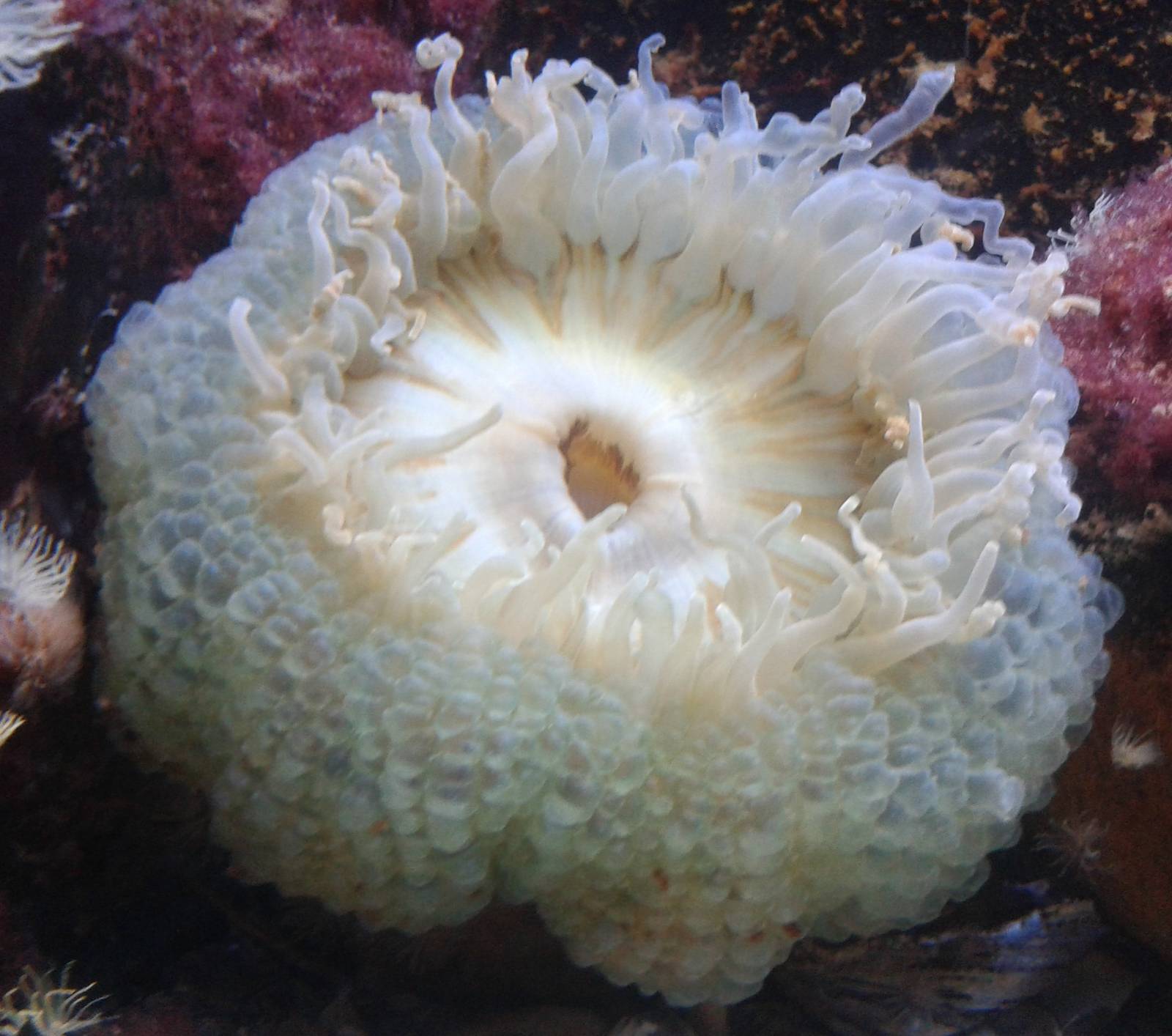 Sea anemone species