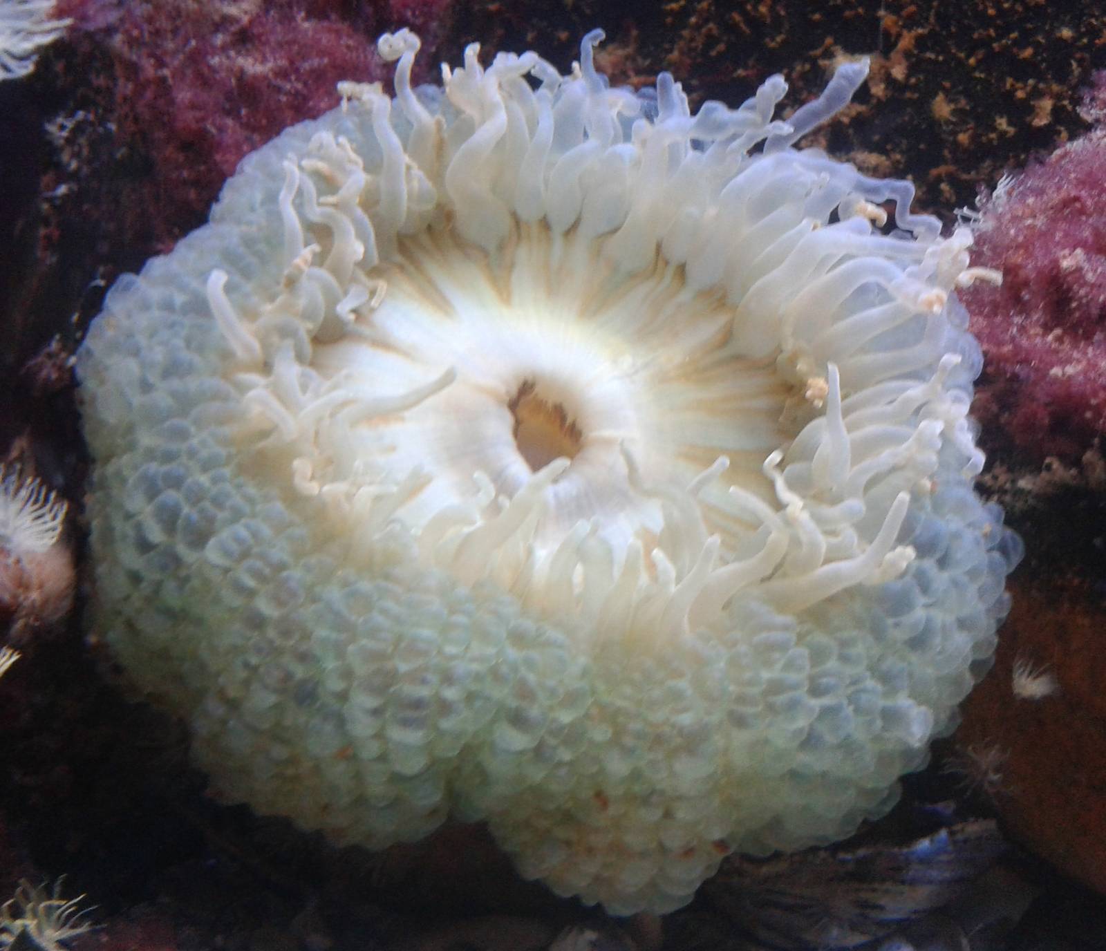 Sea anemone species