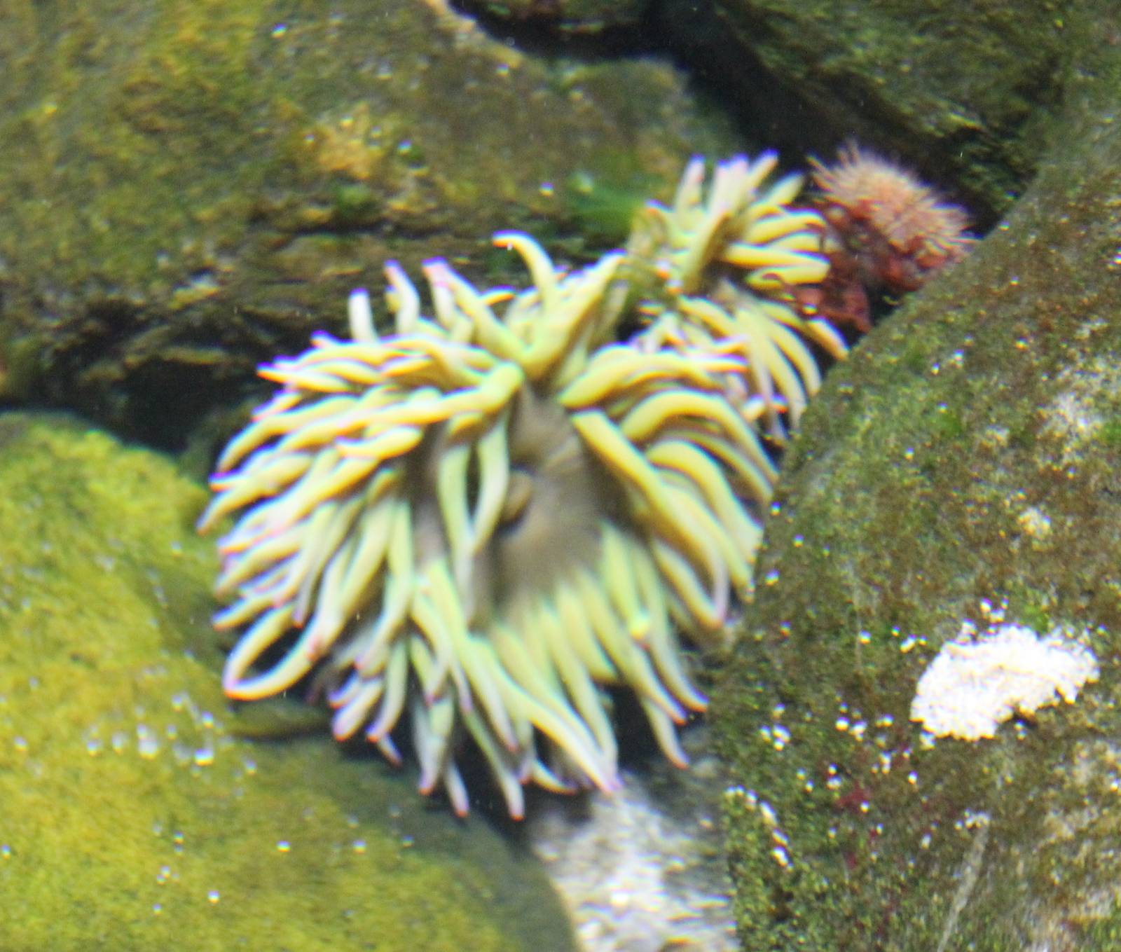 Sea anemone species