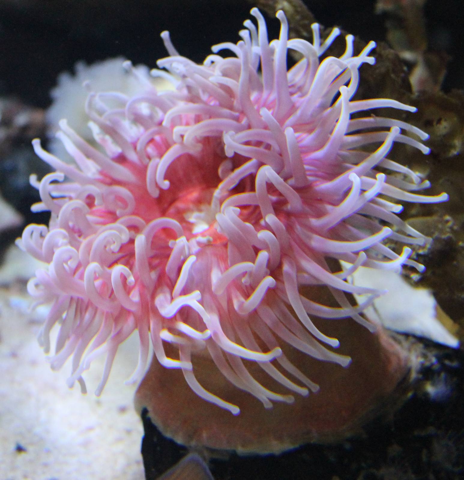 Sea anemone species