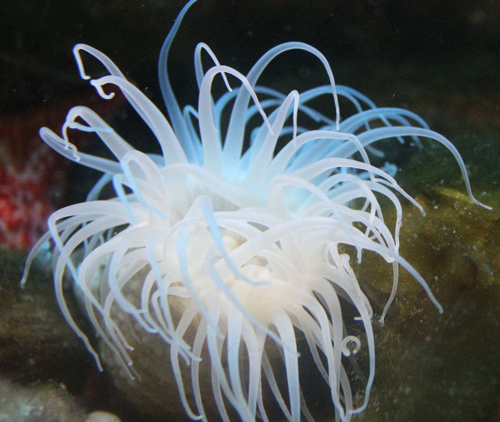 Sea anemone species