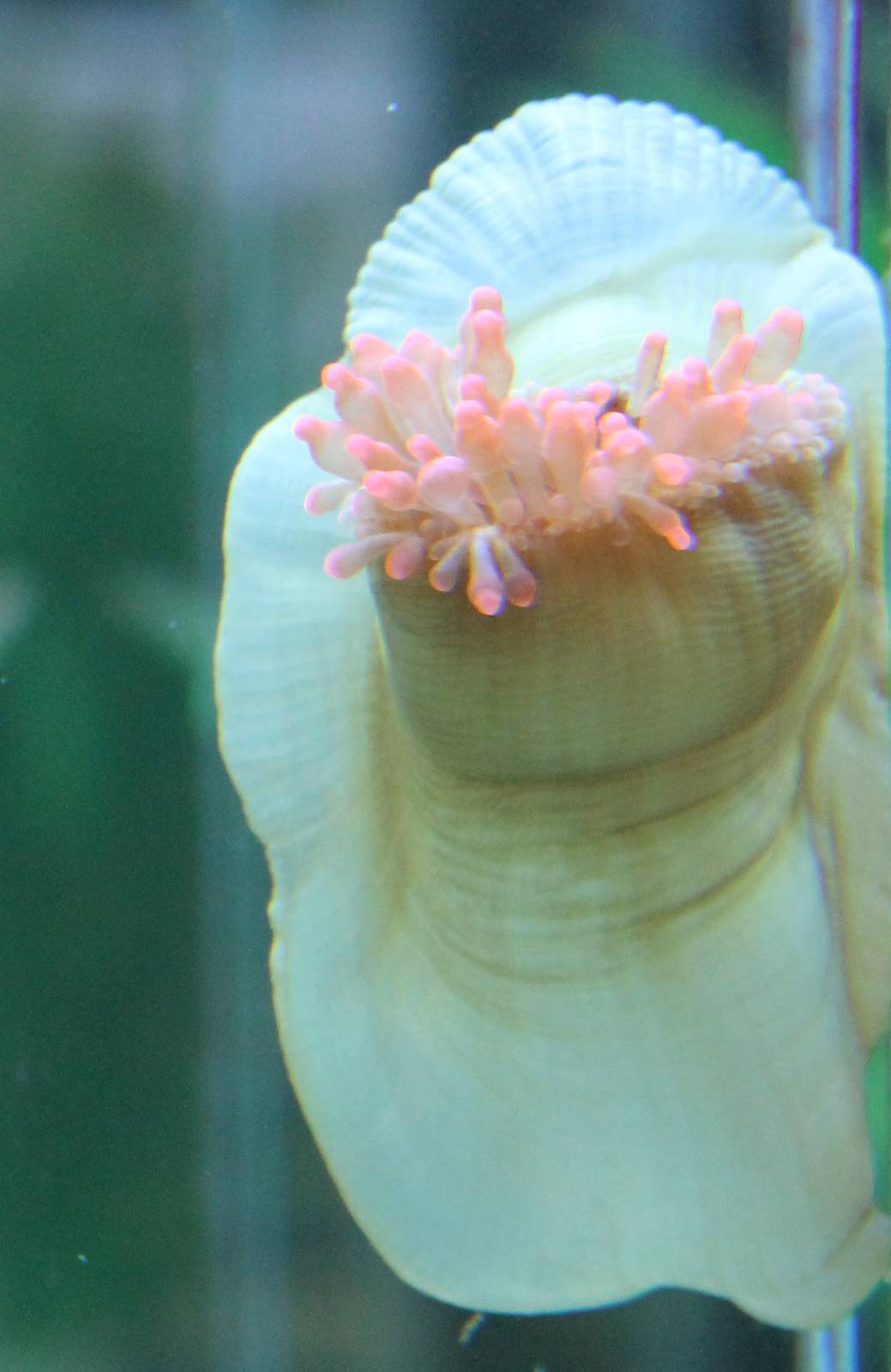 Sea anemone species