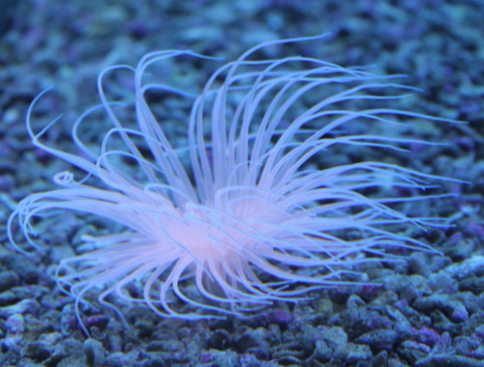 Sea anemone species