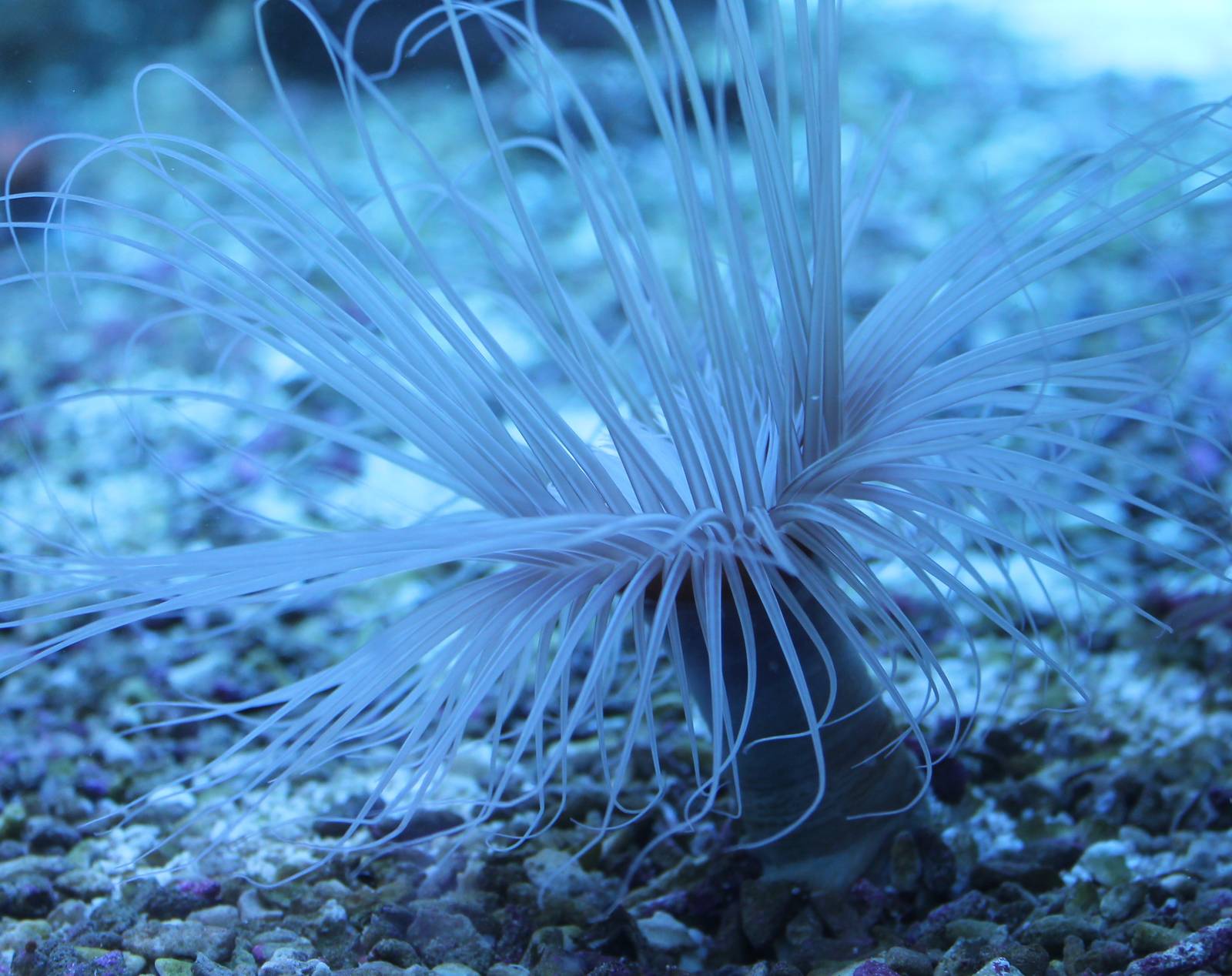 Sea anemone species
