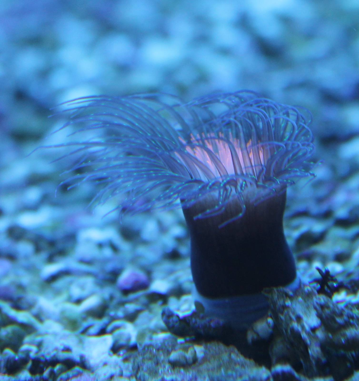 Sea anemone species