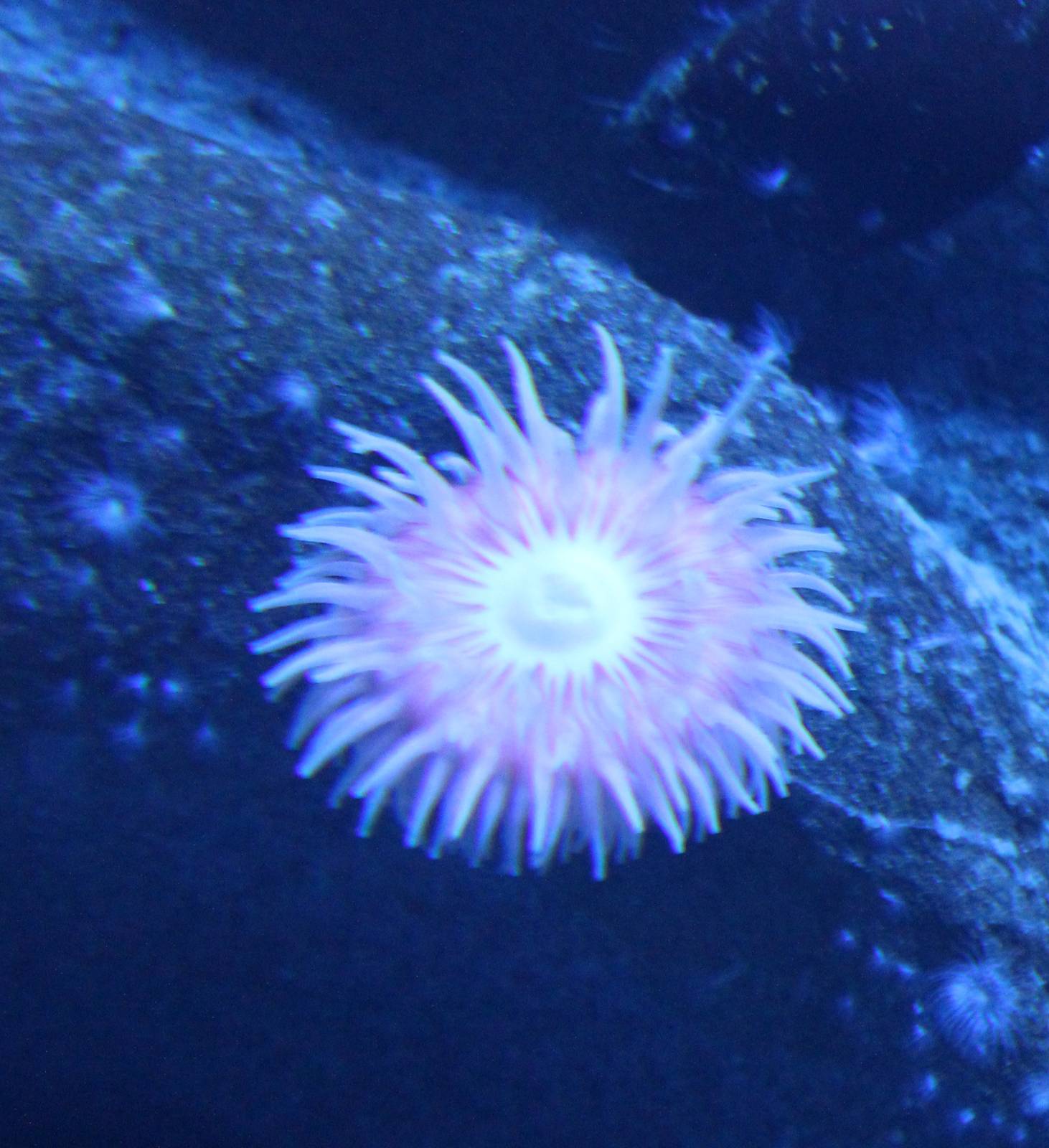 Sea anemone species