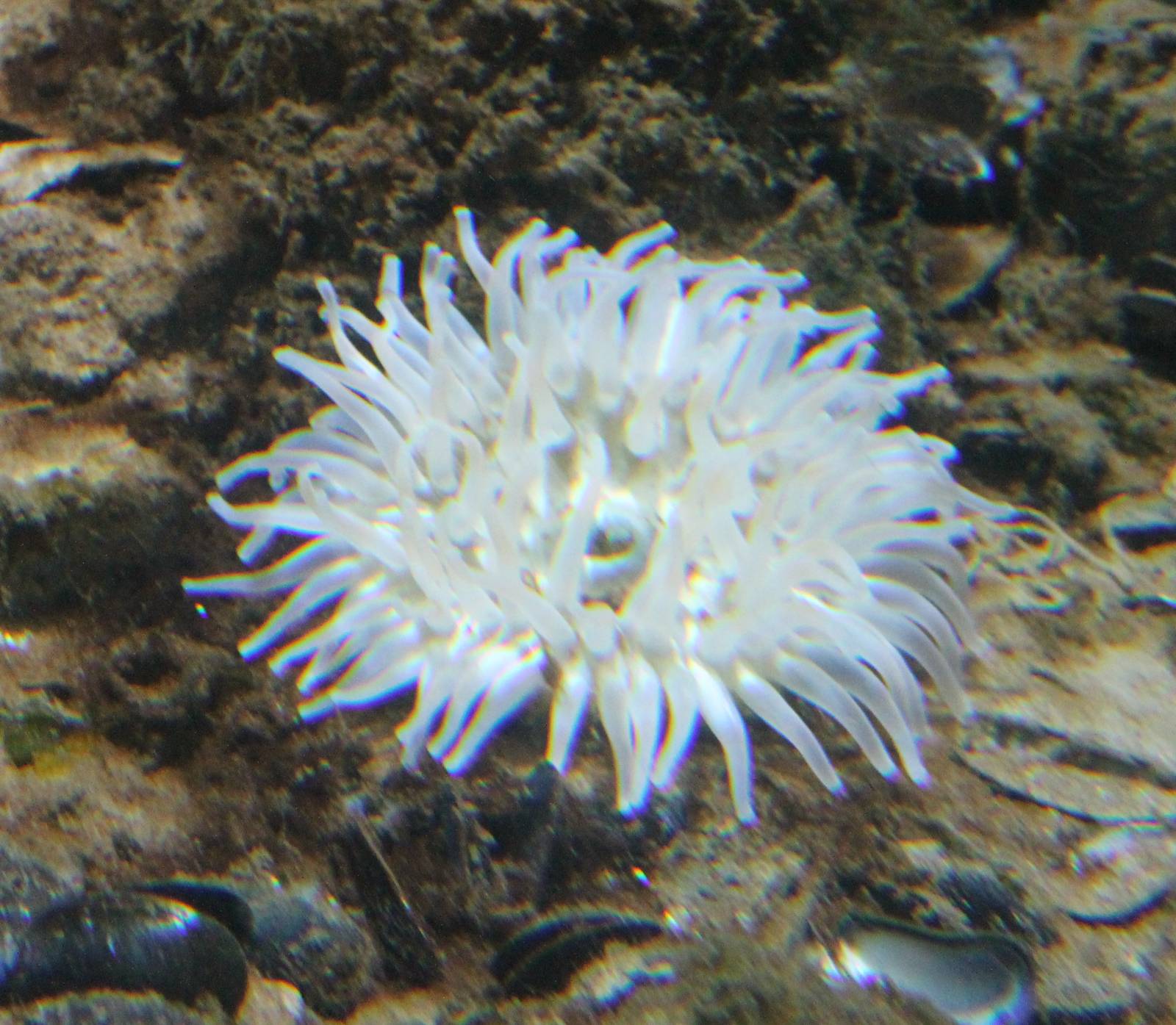 Sea anemone species