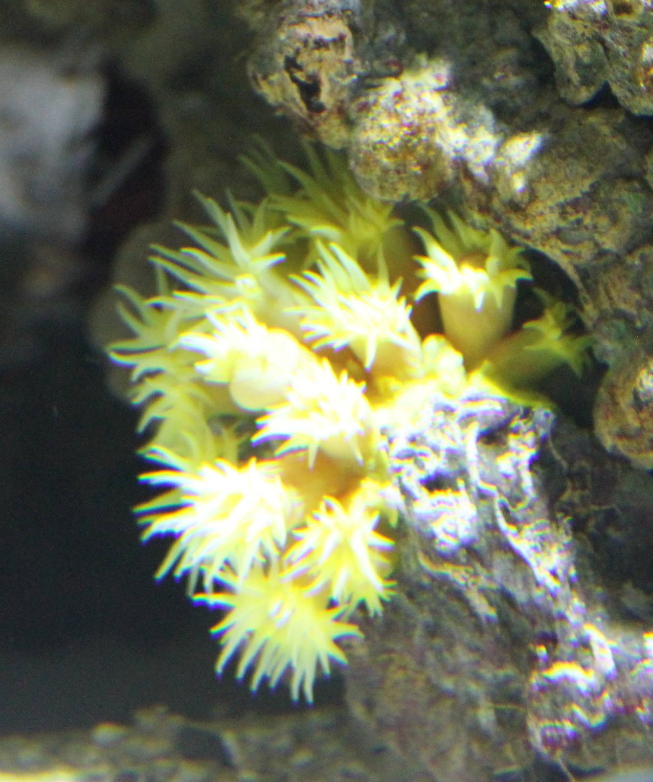 Sea anemone species