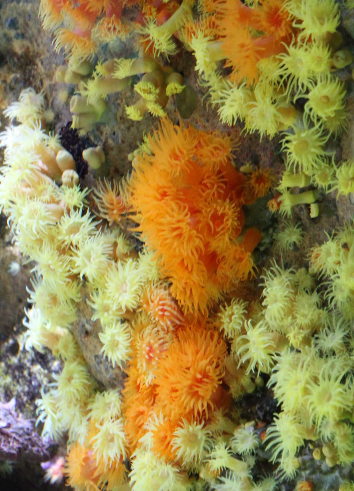 Sea anemone species