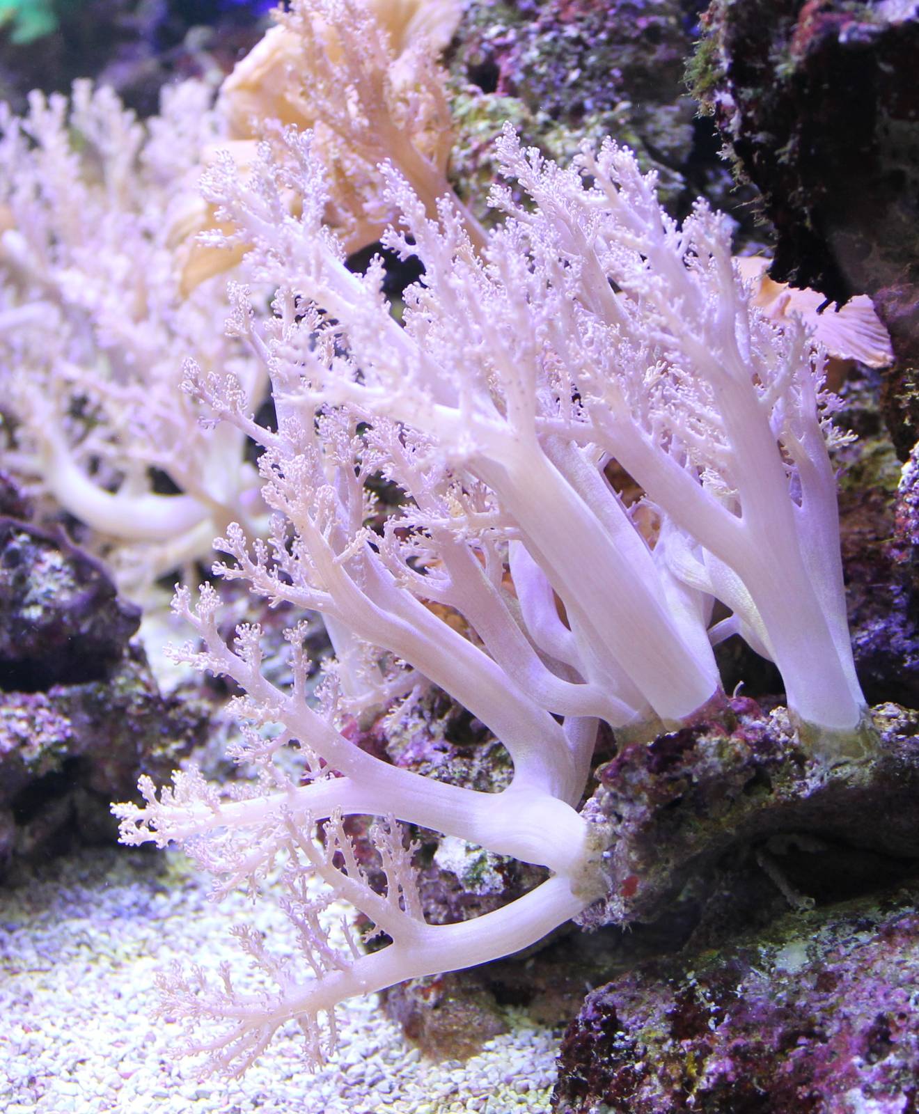 Sea anemone species