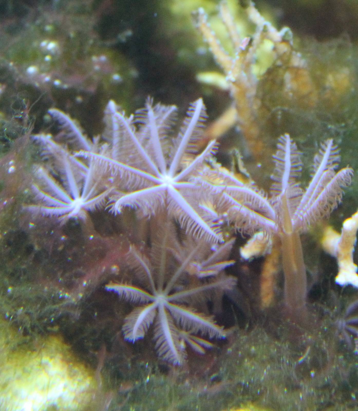 Sea anemone species