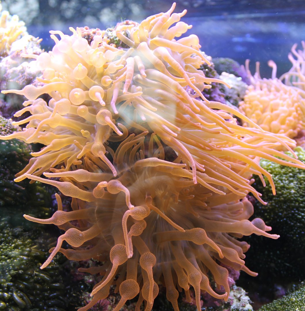Sea-anemone species