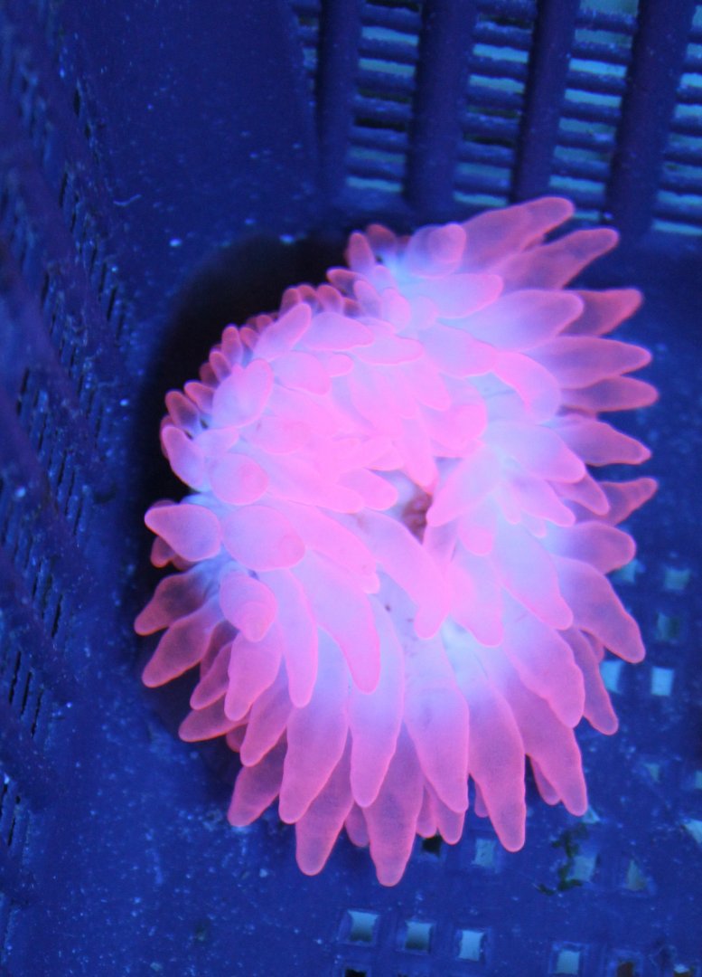 Sea-anemone species