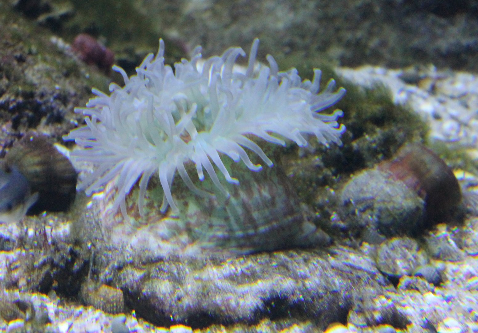 Sea-anemone-species