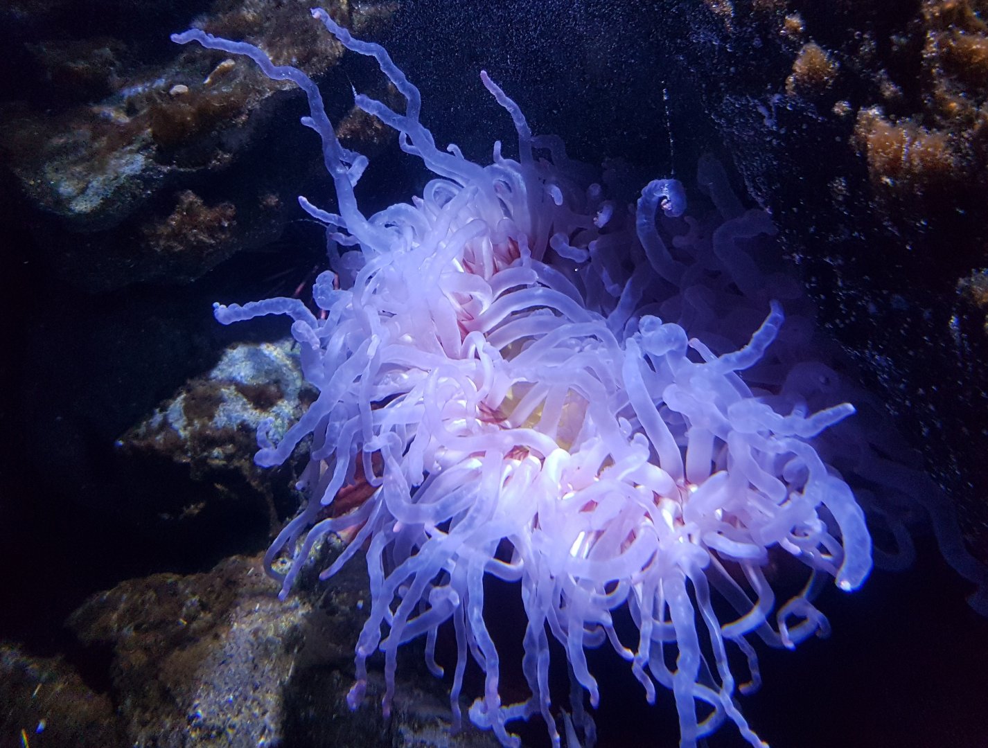 Sea-anemone species