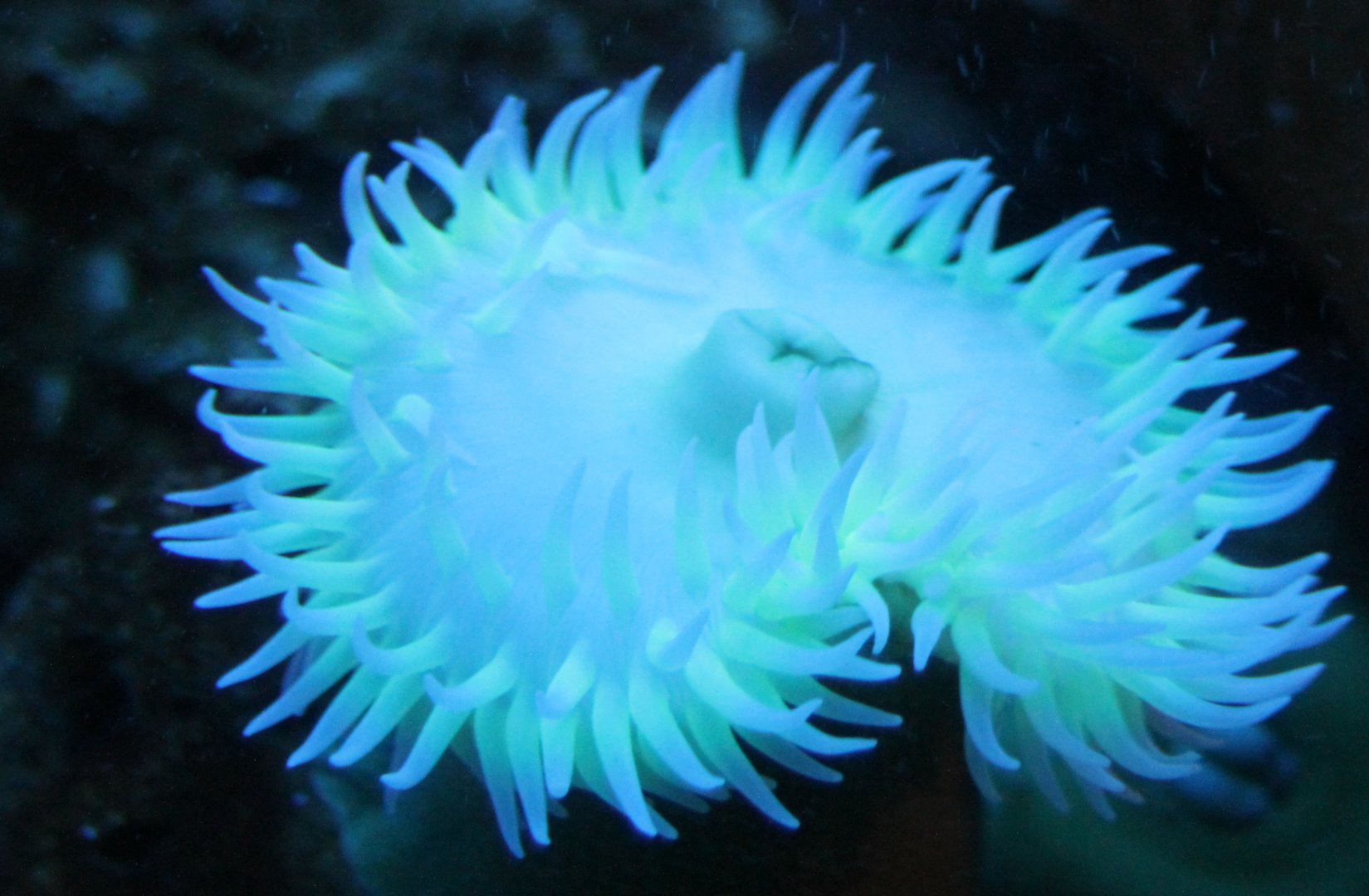 Sea-anemone species