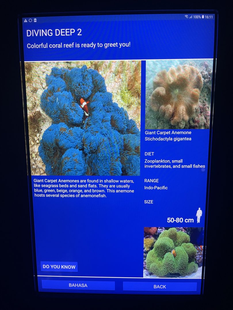 sea anemone tank - giant carpet anemone signage