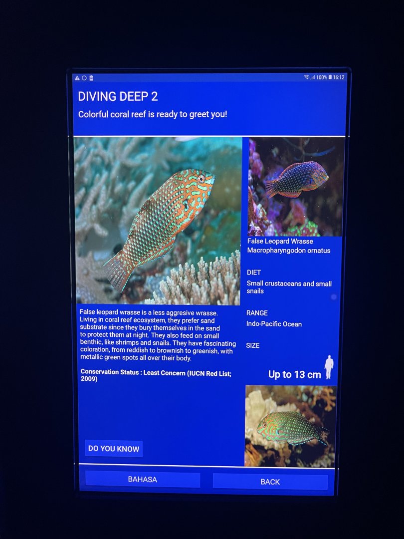 sea anemone tank - ornate leopard wrasse signage