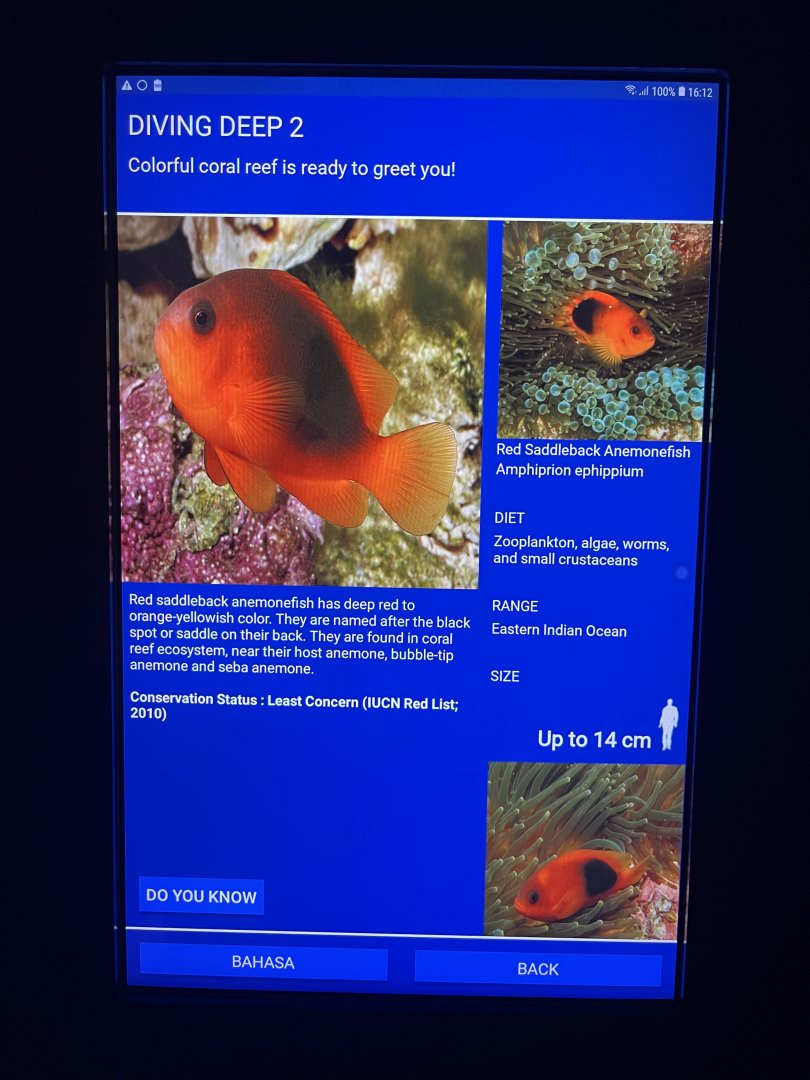 sea anemone tank - red saddleback anemonefish signage