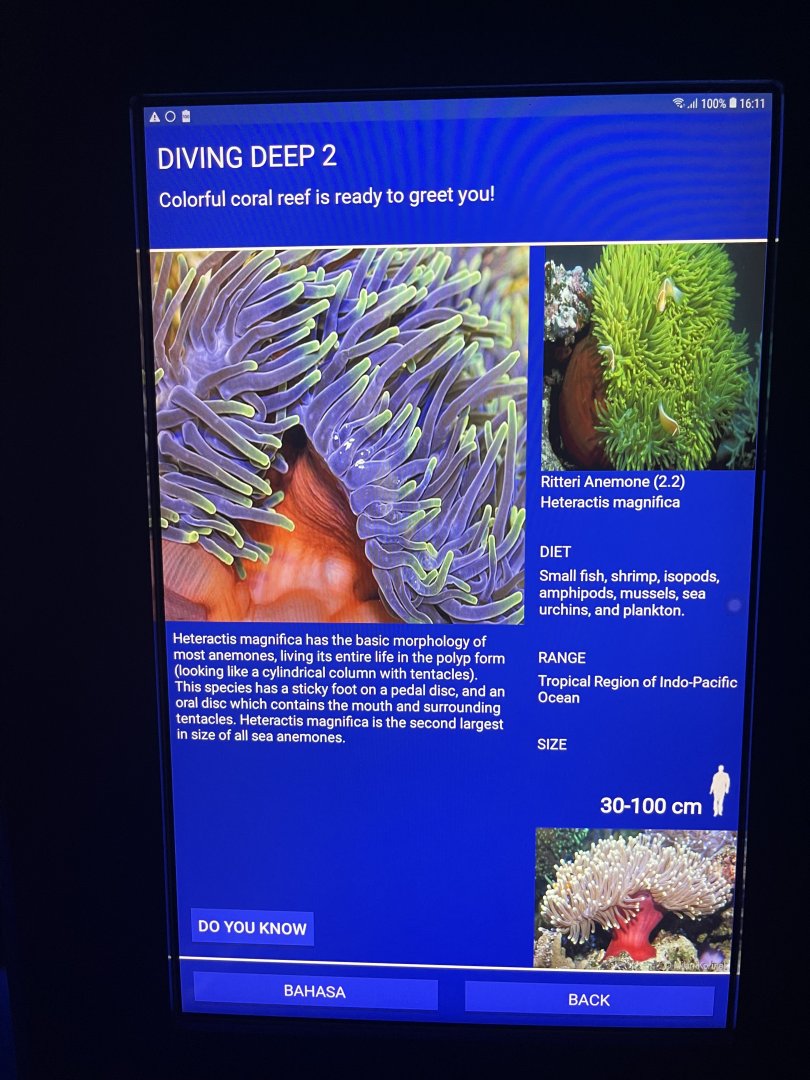 sea anemone tank - ritteri anemone signage