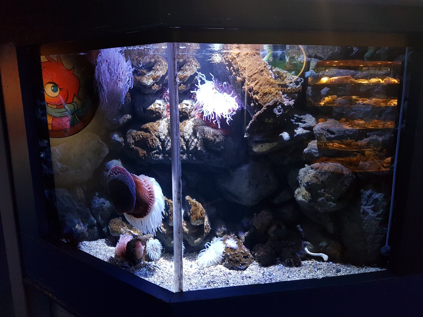 Sea-anemone tank